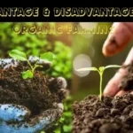 Advantage & Disadvantage of