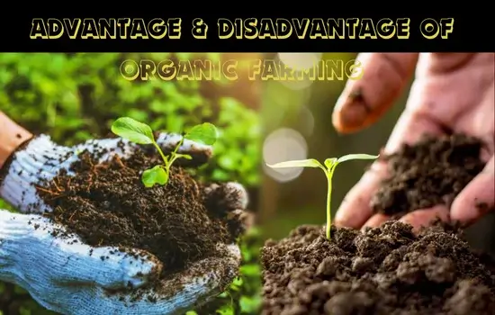 Advantage & Disadvantage of 