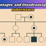 Advantages and Disadvantages of inheritance