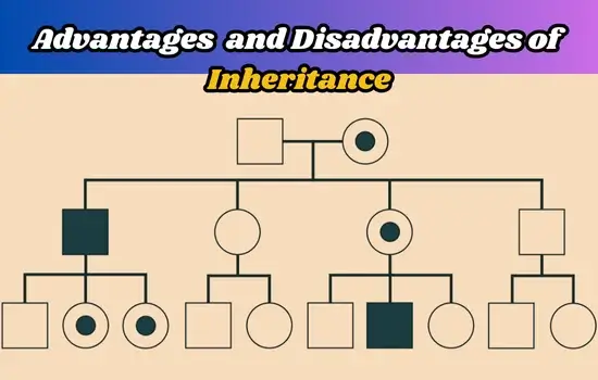 Advantages and Disadvantages of inheritance